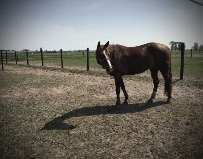 Chess-Ranch-paarden