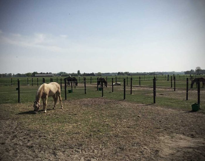 Chess-Ranch-paardenweide