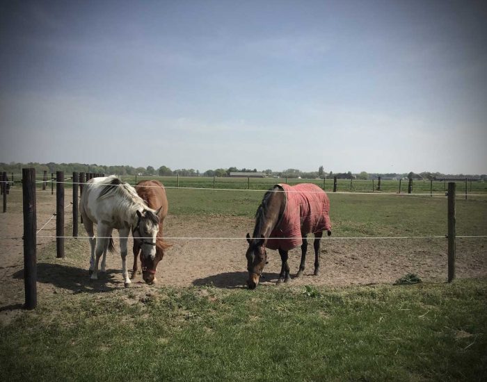 Chess-Ranch-uitloop