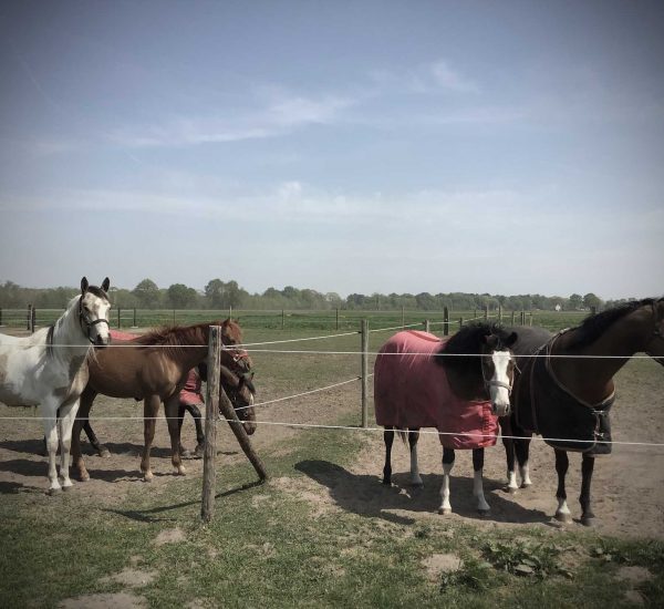 Paardenweides-chess-ranch