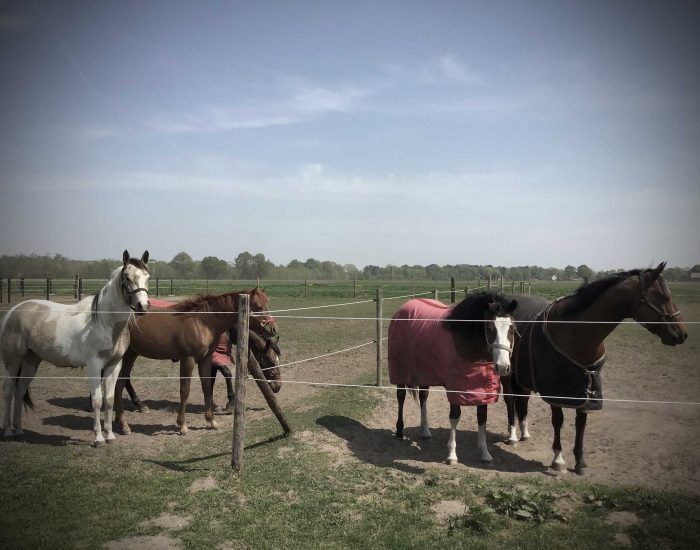 Paardenweides-chess-ranch